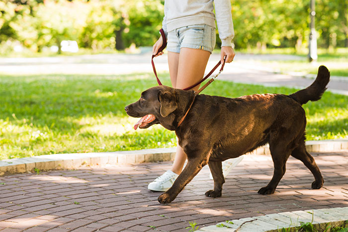 köpeğim çekiyor ne yapmalıyım